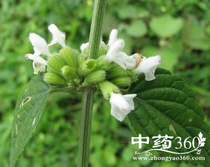 <a href='https://www.zhongyao360.com/z/fangfeng/' target='_blank'></a>ĹЧ