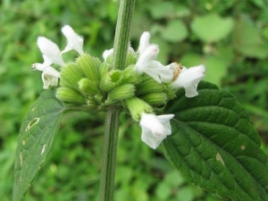 ���������Ĺ�Ч����