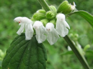 �������Ĺ�Ч����