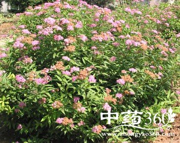 绣线菊根的功效作用