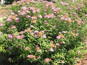 ���߾ո��Ĺ�Ч����