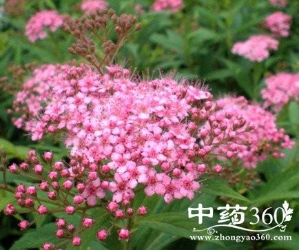 绣线菊叶的功效作用