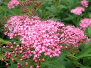 ���߾�Ҷ�Ĺ�Ч����