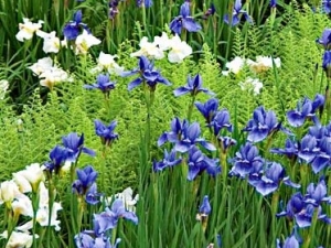 ͨ�����Ĺ�Ч����