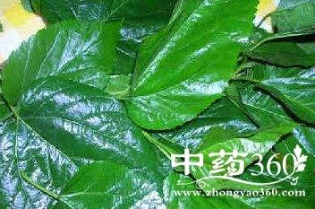 <a href='https://www.zhongyao360.com/z/sangye/' target='_blank'>ɣҶ</a>֭ĹЧ