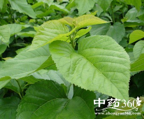 <a href='https://www.zhongyao360.com/z/sangye/' target='_blank'>ɣҶ</a>¶ĹЧ