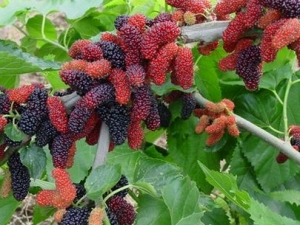 ɣ˪�Ĺ�Ч����