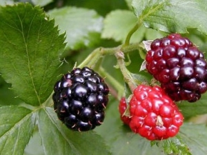 ɣ驵Ĺ�Ч����