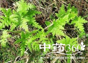 粉背蕨的功效作用