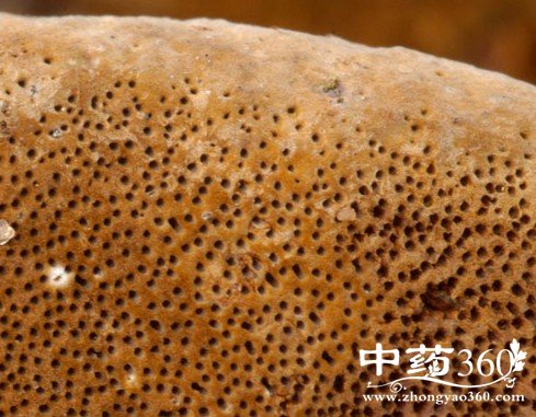 桑黄的功效作用