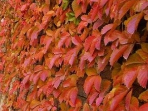 ��Ҷ�ؽ��Ĺ�Ч����