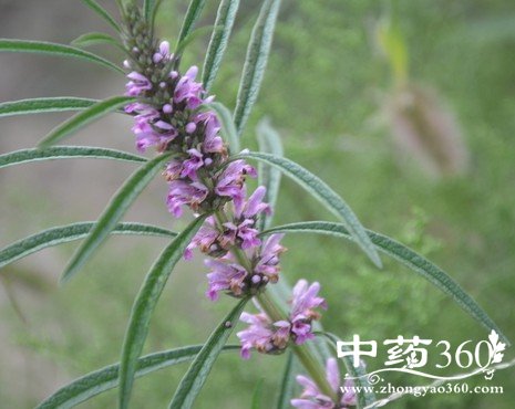 <a href='https://www.zhongyao360.com/z/yimucao/' target='_blank'>ĸ</a>ĹЧ