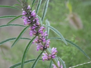 ��ĸ�ݻ��Ĺ�Ч����