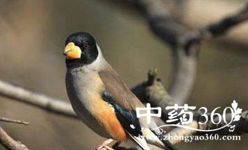 桑鳸的功效作用