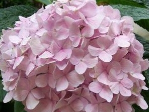 ���Ż����Ĺ�Ч����