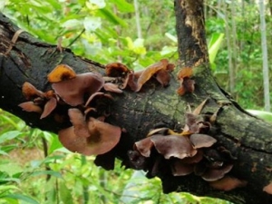 ɣ���Ĺ�Ч����