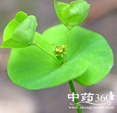 խҶ<a href='https://m.zhongyao360.com/z/daji/'></a>ĹЧ