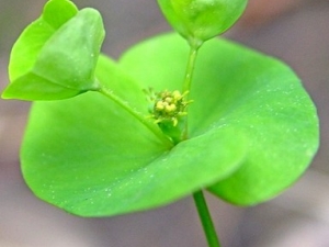 խҶ��ꪵĹ�Ч����