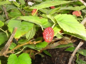 ɣ���Ĺ�Ч����