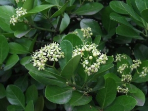 �����ݵĹ�Ч����