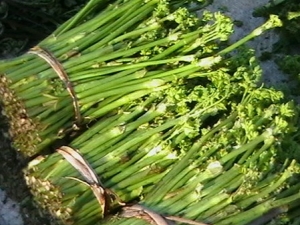 չ֦���ɲݵĹ�Ч����