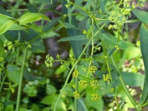 խҶƮ���Ĺ�Ч���ò�