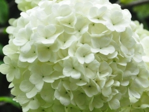 ���Ż��Ĺ�Ч����