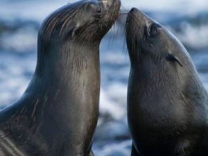 �����͵Ĺ�Ч����