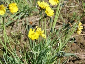 �۰��ĵĹ�Ч����