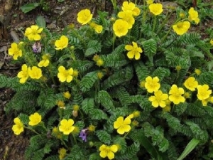 ɬ�ݵĹ�Ч����