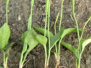 ƿ��С�ݵĹ�Ч����