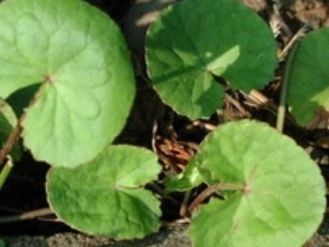 ���޺�Ĺ�Ч����