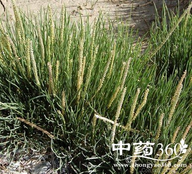 <a href='https://m.zhongyao360.com/z/haijiucai/'>²</a>ĹЧ