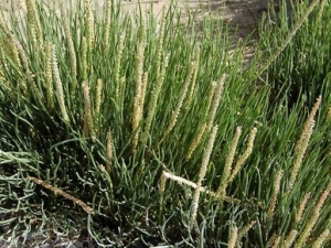 ���²˵Ĺ�Ч����