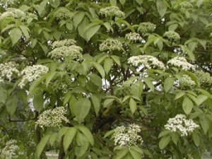 ��ӹǵ��Ĺ�Ч����