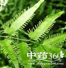 <a href='https://www.zhongyao360.com/z/haijinsha/' target='_blank'>����ɳ</a>���Ĺ�Ч����