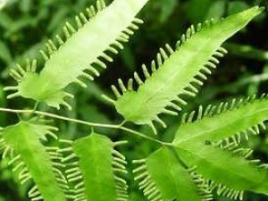 ����ɳ���Ĺ�Ч����