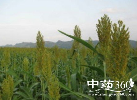 白粱米的药用价值与功效