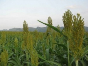 �����׵�ҩ�ü�ֵ�빦Ч