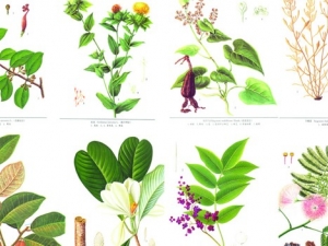 ����������ҩ