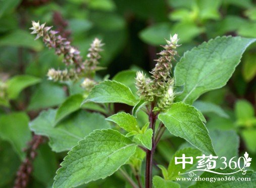 丁香罗勒的药用价值与功效