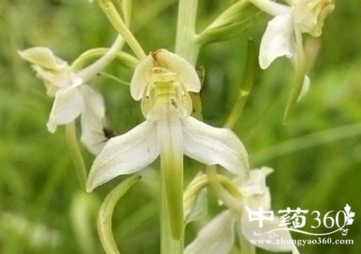 二叶舌唇兰的药用价值与功效