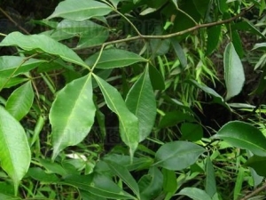 ������ѪҶ��ҩ�ü�ֵ�빦Ч