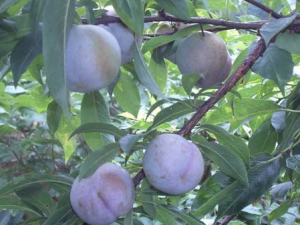 ���ӵ�Ӫ����ֵ�빦Ч����