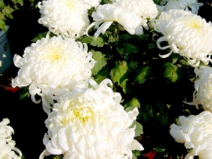 白菊花根的药用价值与功效