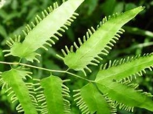 ����ɳ�ݵĹ�Ч����