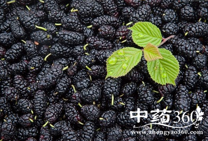 <a href='https://www.zhongyao360.com/z/sangshen/' target='_blank'>ɣ</a>Ӫֵ빦Ч