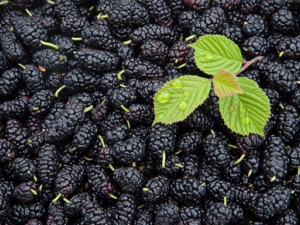 ɣ�ص�Ӫ����ֵ�빦Ч