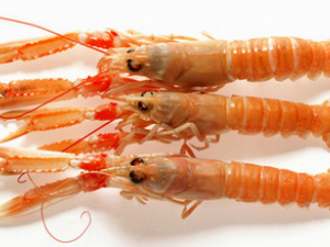 ����Ϻ��Ӫ����ֵ���������