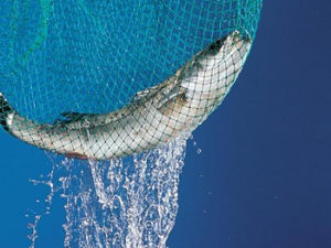 �����Ӫ����ֵ��������Ⱥ